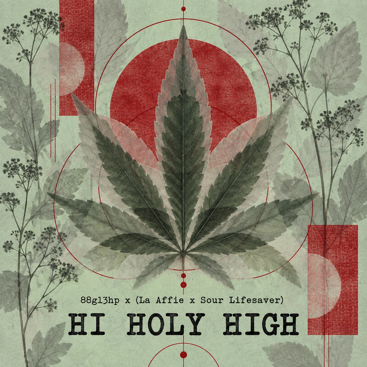 Arte provisional A-S1 · 88g13hp x (La Affie x Sour Lifesaver)