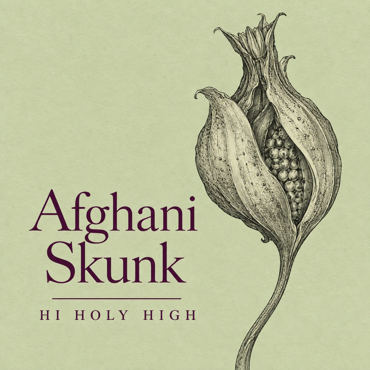 Provisional artwork A-S1 · Afghani Skunk