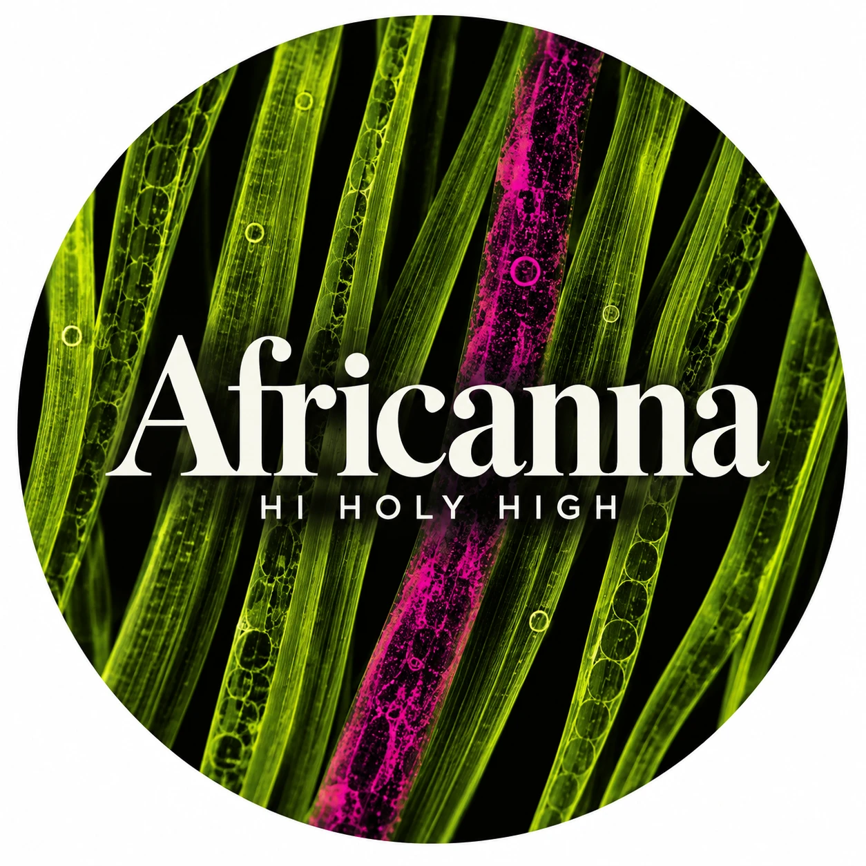 Vorläufiger Entwurf A-R1 · Africanna