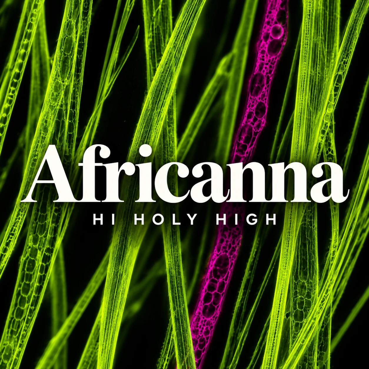 Vorläufiger Entwurf A-S1 · Africanna