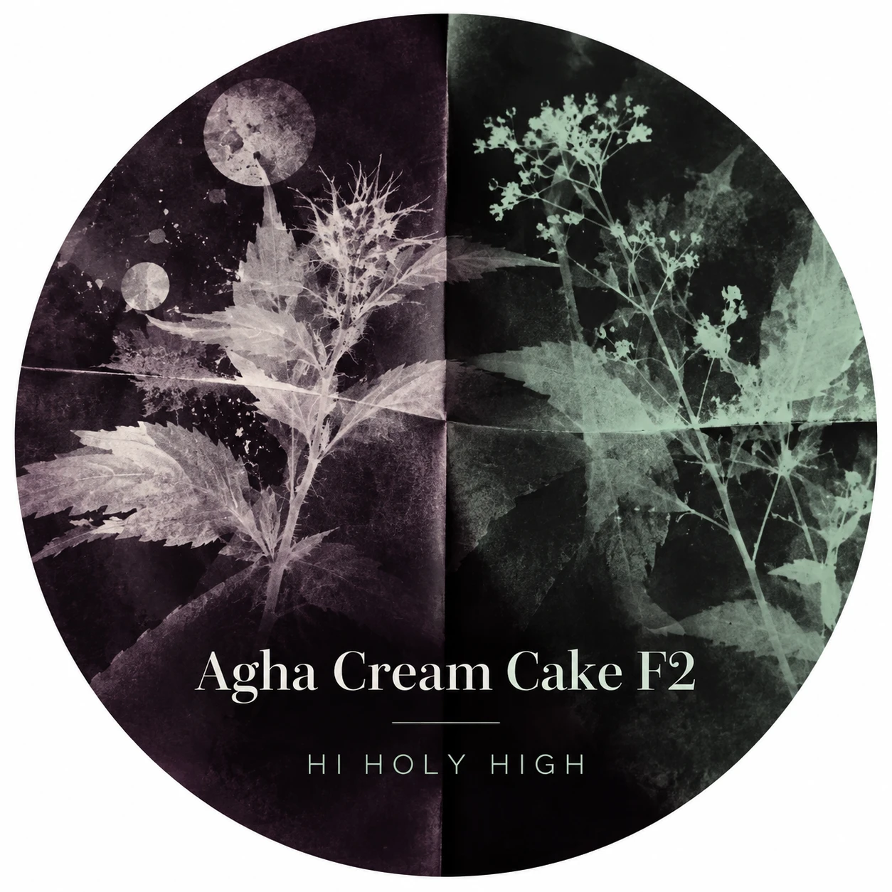 Arte provisional A-R1 · Agha Cream Cake F2