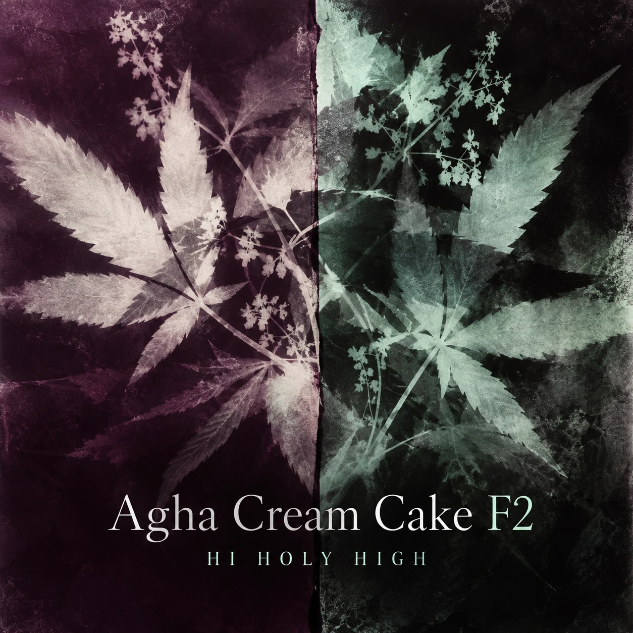 Arte provisional A-S1 · Agha Cream Cake F2