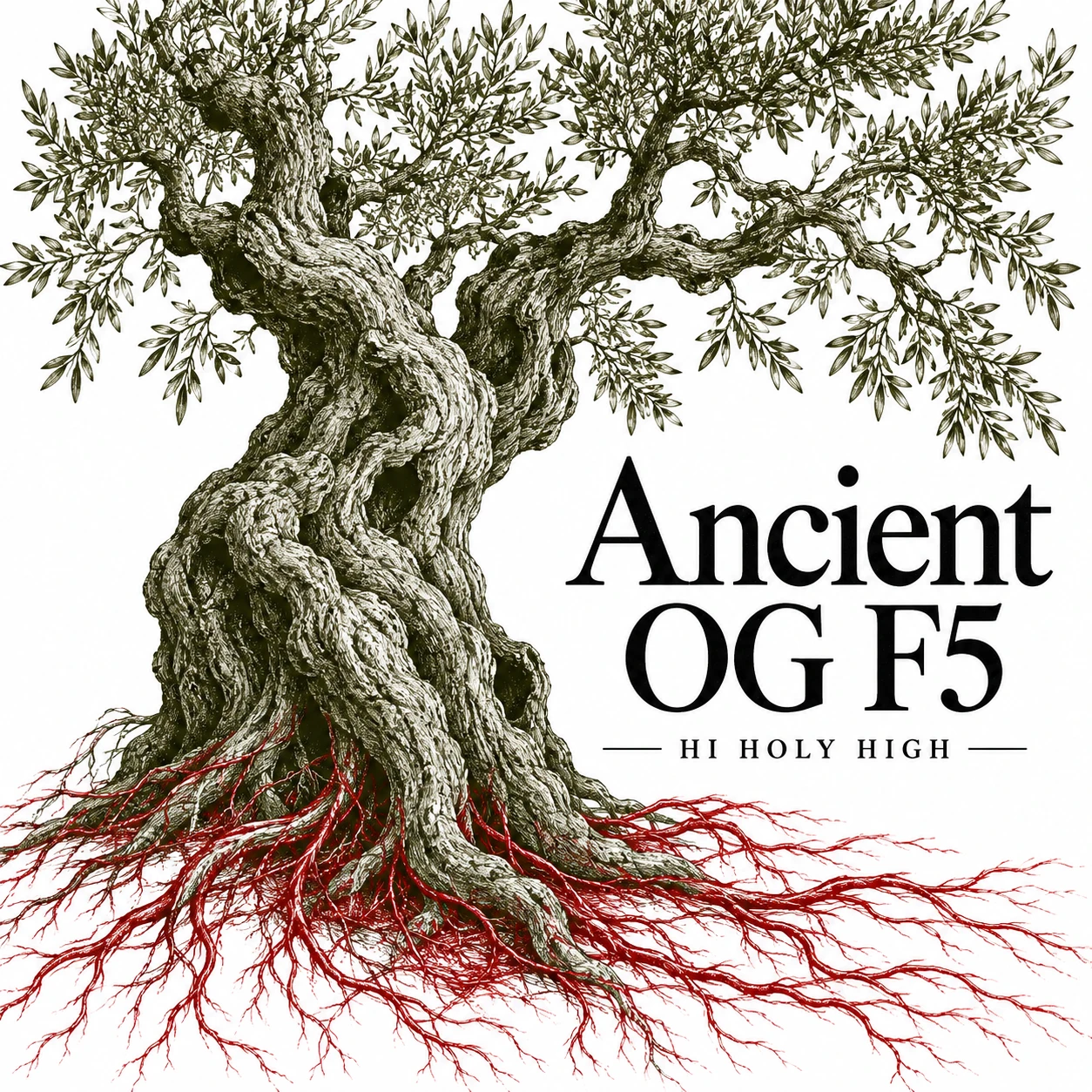 Vorläufiger Entwurf A-S1 · Ancient OG F5
