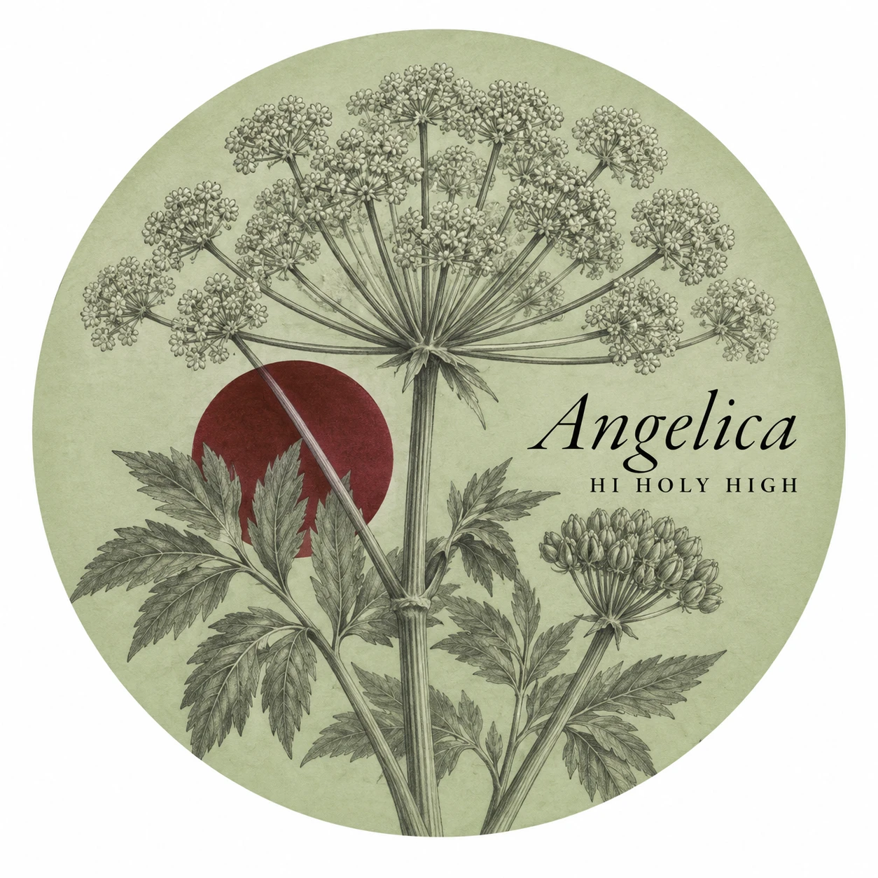 Arte provisional A-R1 · Angelica
