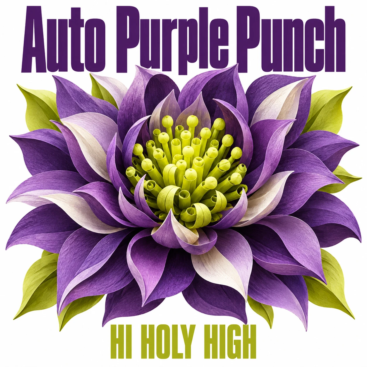 Vorläufiger Entwurf A-S1 · Auto Purple Punch