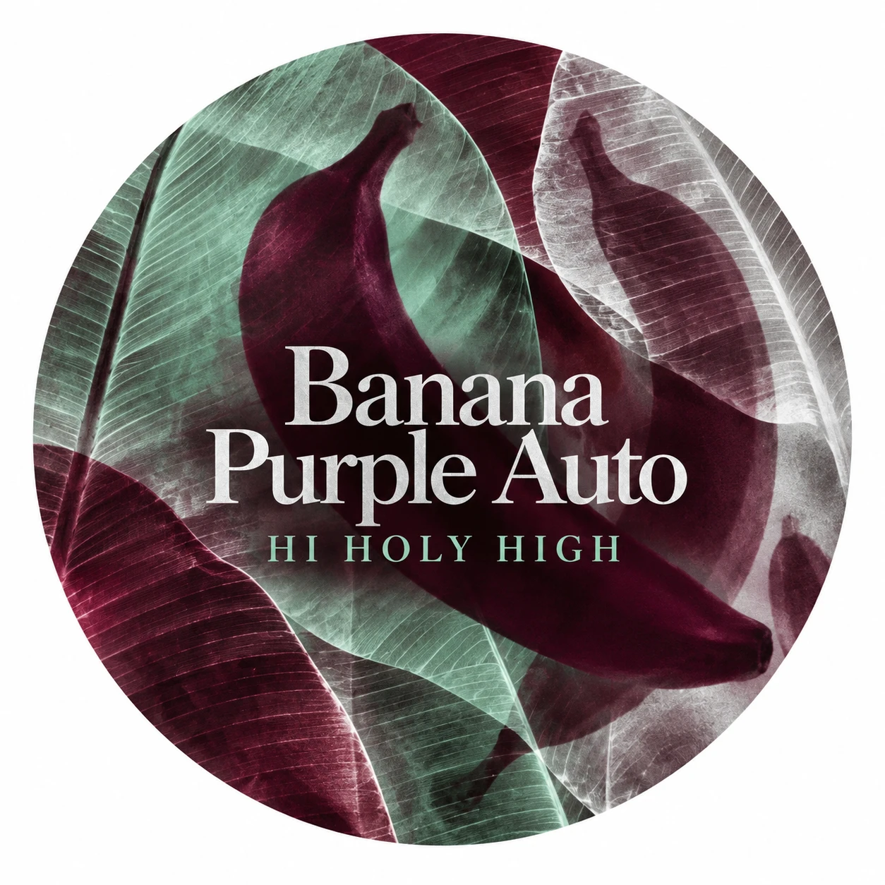 Arte provisional A-R1 · Banana Purple Auto