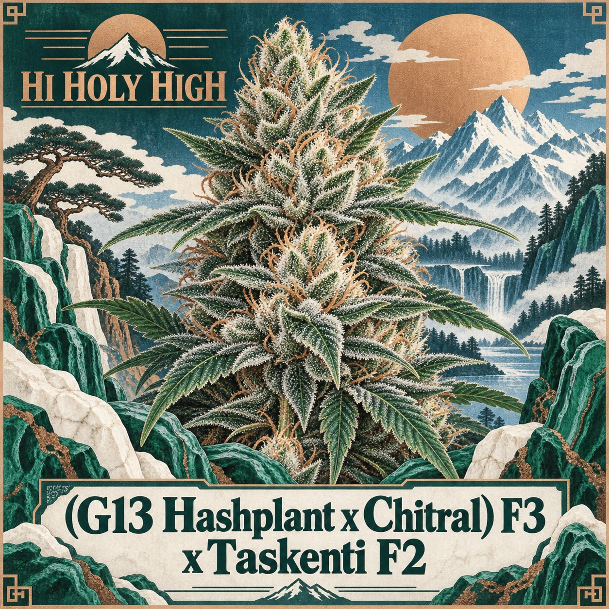 Arte provisional B-S2 · (G13 Hashplant x Chitral) F3 x Taskenti F2