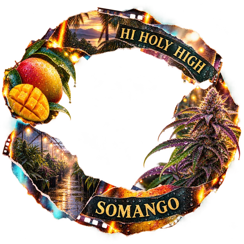 Bestbewertete runde Kunst für Somango - Soma Seeds