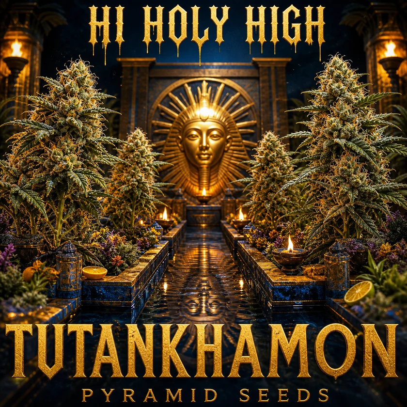 Tutankhamon - Pyramid Seeds